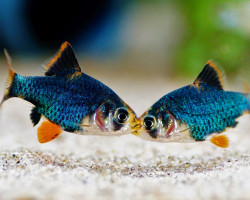 Puntigrus Tetrazona Verde L