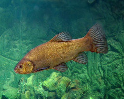 Tinca Tinca  8-10 Cm