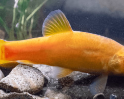 Tinca Tinca Gold 4-7 Cm