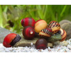 Vittina Sp. Multicolor M