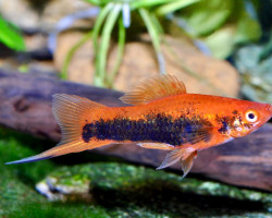 Xiphophorus Helleri Tuxedo L