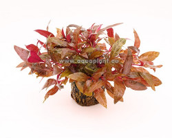 Alternanthera Cardinalis Jumbo Pot 8Cm