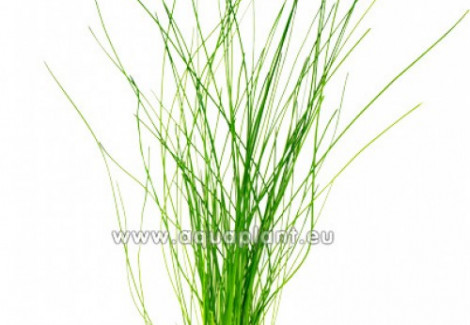 Eleocharis Species