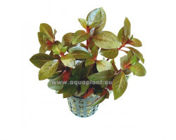 Ludwigia Repens Rubin