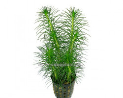 Myriophyllum Simulans