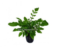 Rorippa Aquatica (Syn: Armoracia Aquatica)