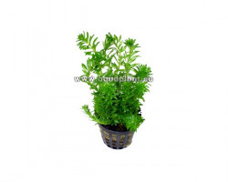 Rotala Boshi - Nanjenshan