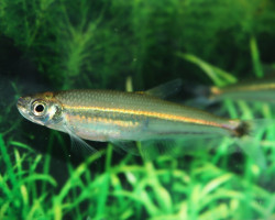 Iguanodectes Spilurus L