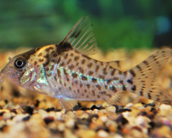Corydoras Agassizii Xl