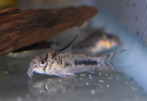 Corydoras Sipaliwini M