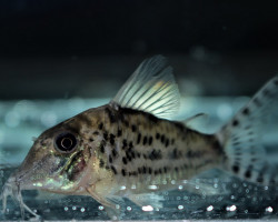 Corydoras Vittatus M