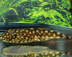 Gastromyzon Sp. Pink Polkadot M