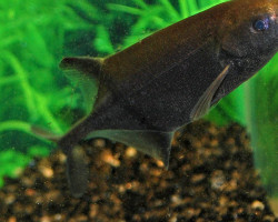 Hippopotamyrus Paugyi M