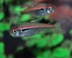 Hyphessobrycon Amapaensis L