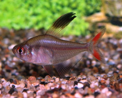 Hyphessobrycon Jackrobertsi S/M