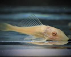 Pterygoplichthys Pardalis Albino M