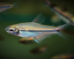 Nannaethiops Unitaeniatus M