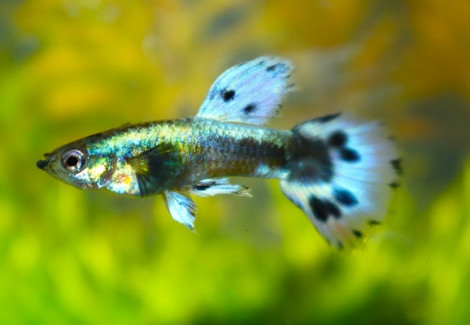 Guppy Dumbo Ear Purple Mosaic Male M