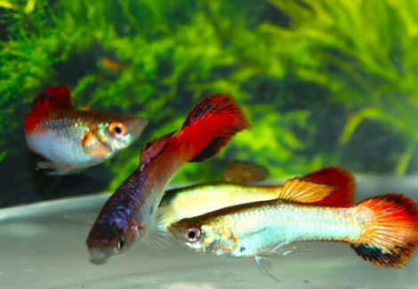 Guppy Neon Lilla Redfin Maschio M