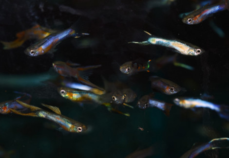 Guppy  Double Sword Mixed (Maschi E Femmine) M