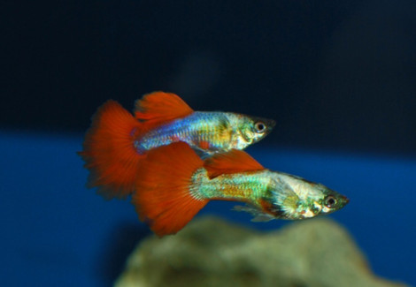 Guppy Platinum Orange M