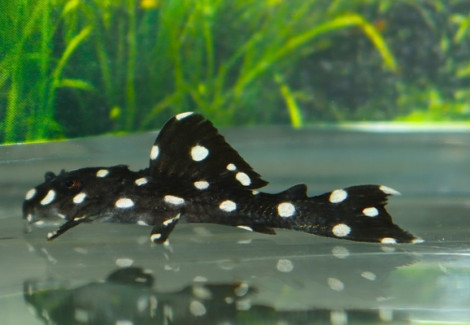 L241 Leporacanthicus Cf. Galaxias S