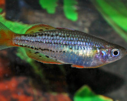 Melanotaenia Maccullochi M