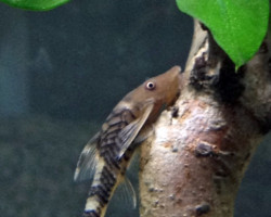 Nannoptopoma Sp. Peru M