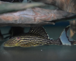 L027 Panaque Armbrusteri Tapajos Xl