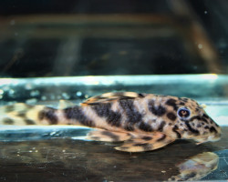 Lda61 Peckoltia Sp.Colombia "Morruda" M/ M/L