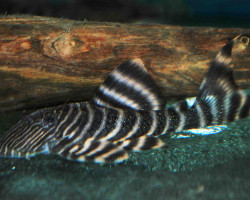 L002 Panaqolus Sp. L