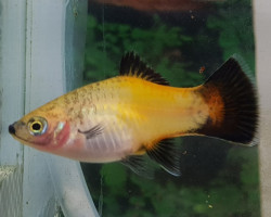 Platy Wagtail Yellow L