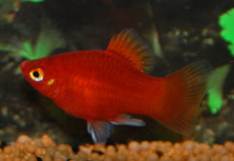 Platy Coral Red S/M