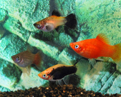 Platy Mix L
