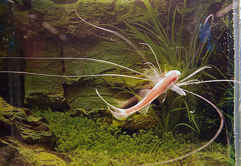 Polynemus Multifilis M