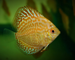 S. Aequifasciatus Golden Leopard S