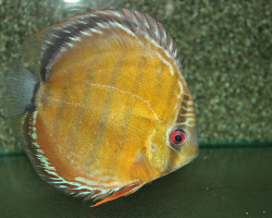 S. Aequifasciatus Nova Olinda L