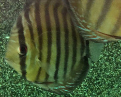 S. Aequifasciatus Nova Olinda Xl