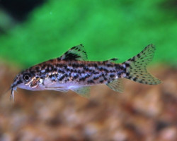 Aspidoras Pauciradiatus M