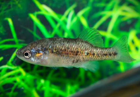 Xenoophorus Captivus M