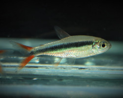 Thayeria Sp. Rio Teles Pires M