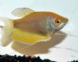 Trichogaster Trichopterus Opal M