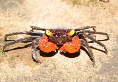 Geosesarma Noduliferum M