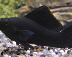Black Molly L
