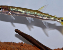 Acestrorhynchus Isalineae S