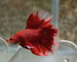 Betta Sp. Rosetail Red Maschio L