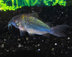 Corydoras Splendens Xl