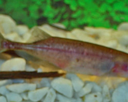 Brienomyrus Brachyistius M