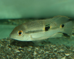 Aequidens Diadema M