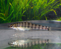 Characidium Sp. Itaya Peru M